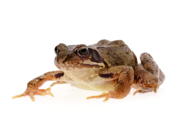 Common frog — Stock Photo, Image