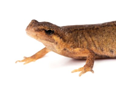 Salamander veya newt, beyaz kağıt üzerinde