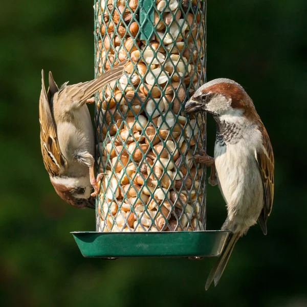 House and tree sparrow — Stock Photo, Image