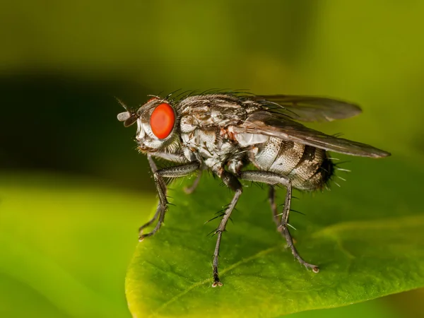 Mouche aux yeux rouges — Photo