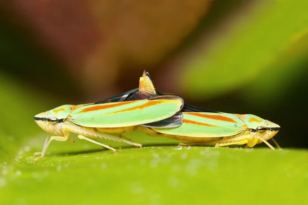 진달래 Leafhoppers 짝짓기 — 스톡 사진