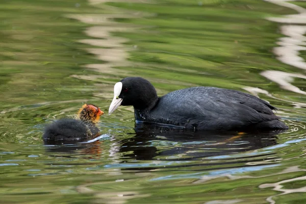 Coot and it's offspring — Stock Photo, Image