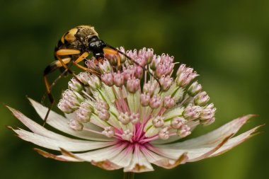 astrantia çiçek Longhorn beetle
