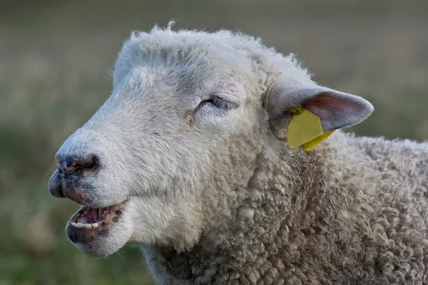 Смеющиеся овцы — стоковое фото