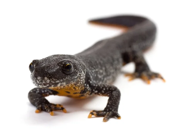 Kamsalamander — Stockfoto