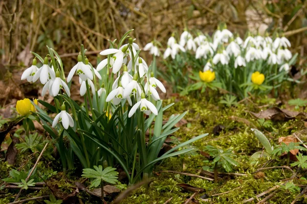 Sneeuwklokjes — Stockfoto