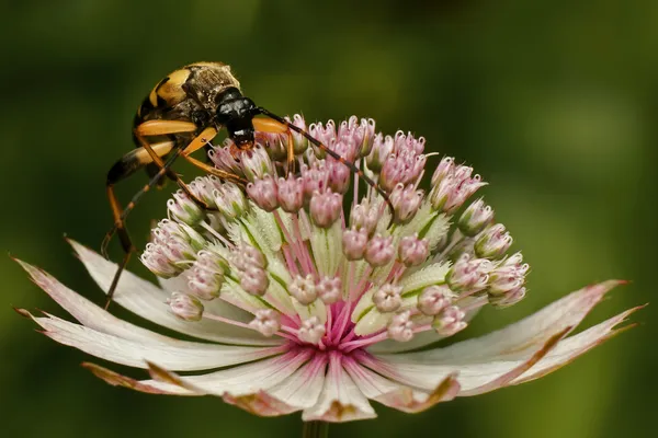 Scarabeo cornuto in fiore astrantia — Foto Stock