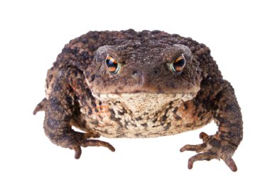 Big Common Toad clipart