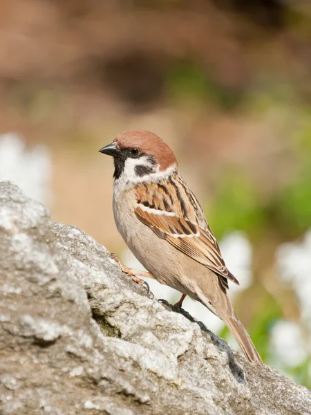 Tree Sparrow on a rock — Stock Photo, Image