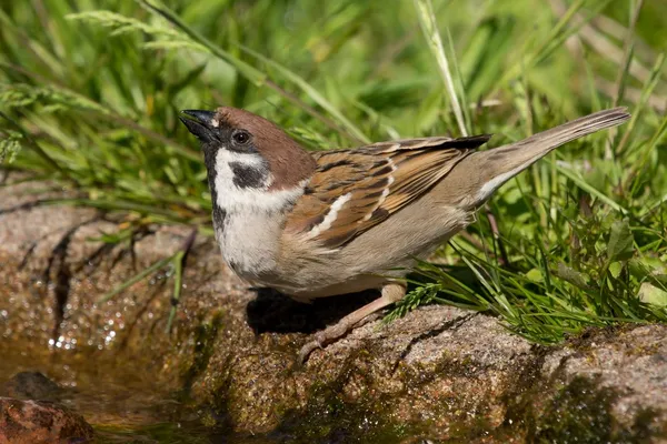 Tree Sparrow drinking — Stock Photo, Image