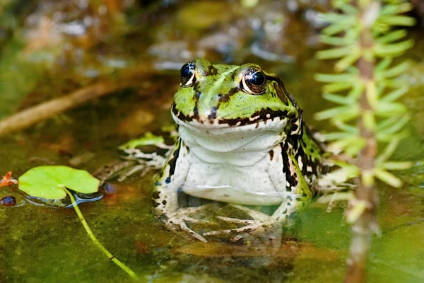 Zelená žába s vyklopeným hlavou — Stock fotografie
