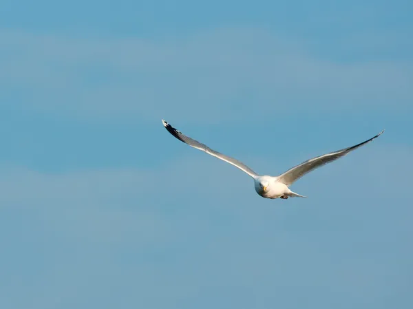 Common Gull in the air — Stock Photo, Image