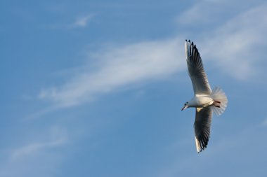 Kışın tüylenen siyah başlı martı.