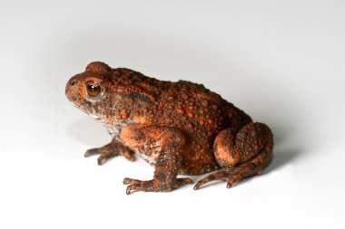 Toad on white background clipart