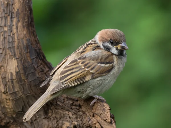 Baum Sperling Seitenansicht — Stockfoto