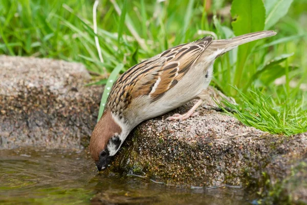 Ringmus drinken — Stockfoto