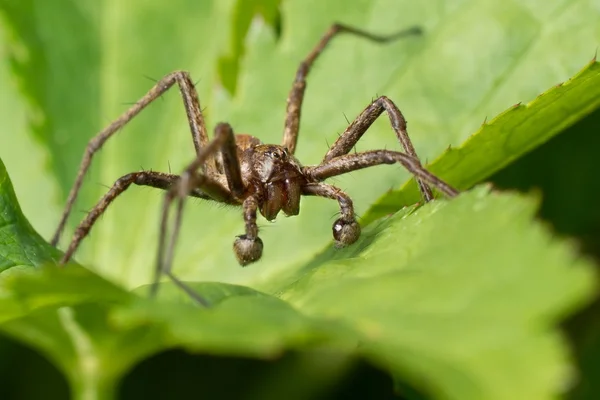 Školky pavouk — Stockfoto