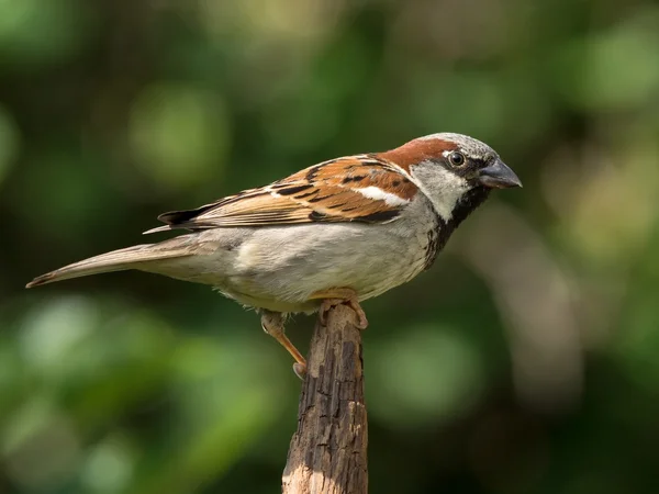 House sparrow on branch tip — Stock Photo, Image