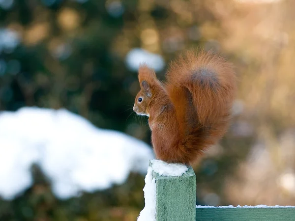 Red Squirrel on fence and snow in the background — Stock Photo, Image