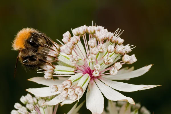 在 astrantia 中的大黄蜂 — 图库照片