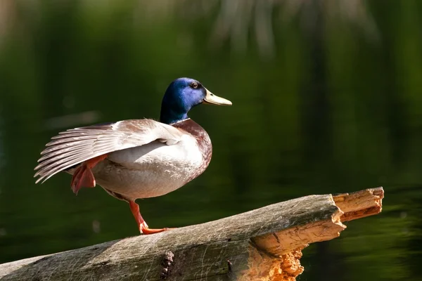 Ejercicio de pato — Foto de Stock