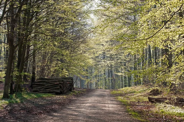 Jarní les — Stock fotografie