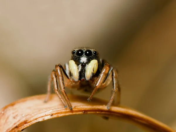Araignée sauteuse — Photo