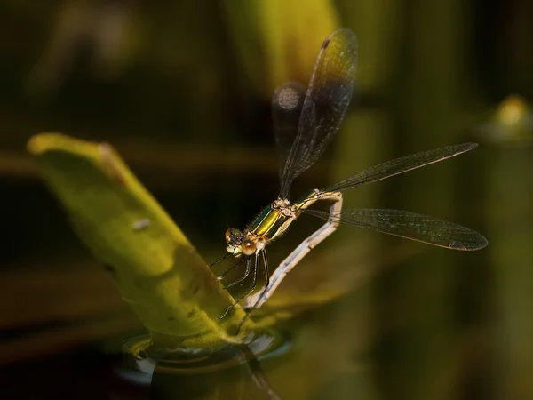 Egg laying damsel fly in evening light — Stock Photo, Image