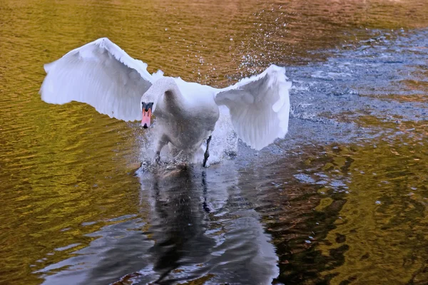 Cisne irritado atacando — Fotografia de Stock