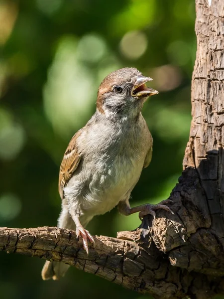 Singing tree sparrow — Stock Photo, Image