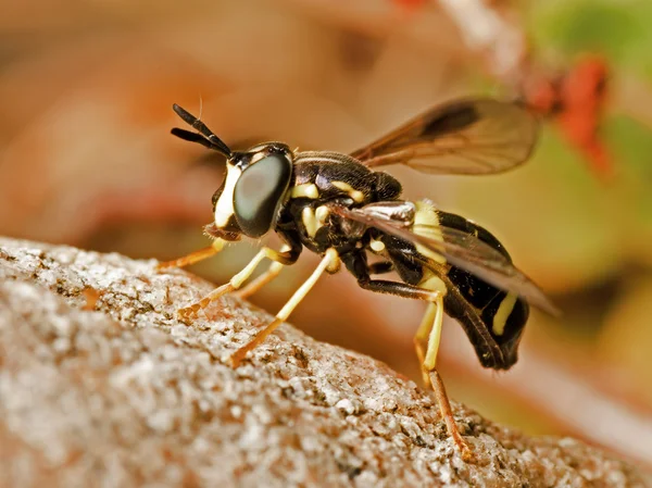 Wespenähnliche Schwebfliege — Stockfoto