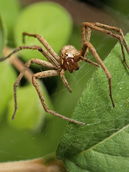 Vista frontale di Nursery Spider — Foto Stock