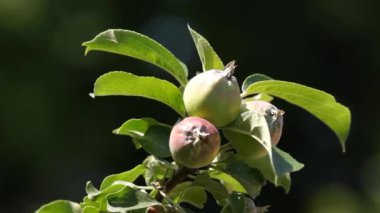 bir dalda yeşil elmalar
