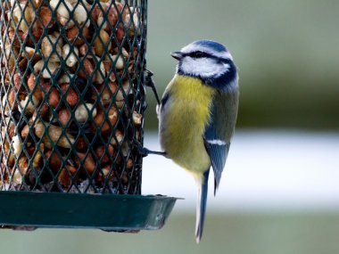 Bluetit üzerinde birdfeeder