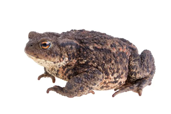 Big fat toad — Stock Photo, Image