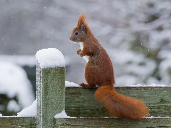 Red squirrel in snow — Stock Photo, Image