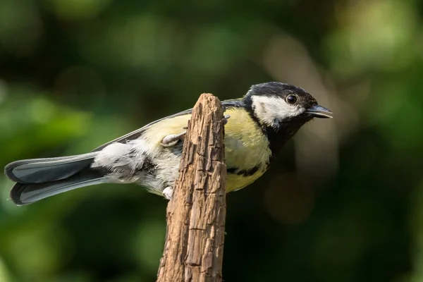 Great tit on branch tip — Stock Photo, Image