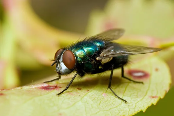 Mouche métallique verte — Photo