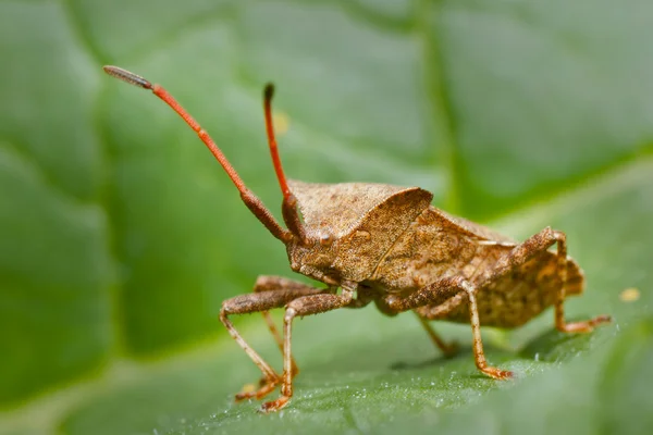 Dock bug — Stockfoto