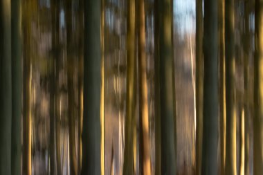 soyut bulanık orman