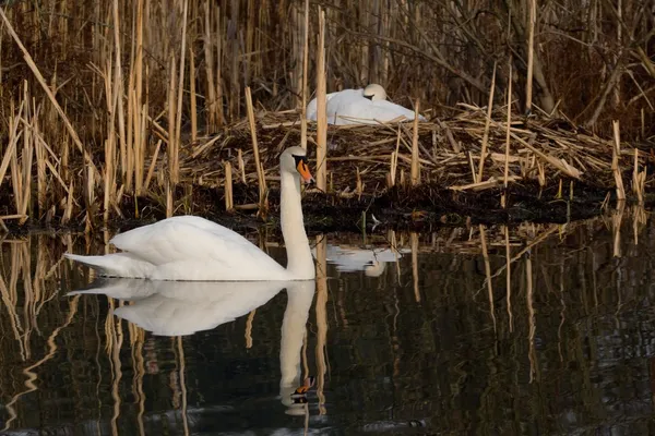 Casal de cisne — Fotografia de Stock