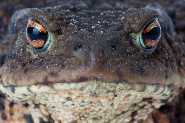 Cara de sapo — Fotografia de Stock