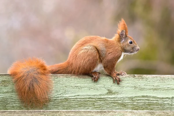 Red squirrel on fence — Stock Photo, Image