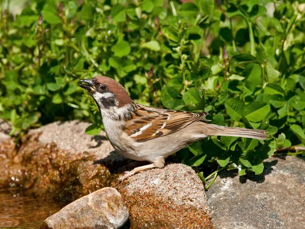 Eurasian Tree Sparrow drinking water — Stock Photo, Image