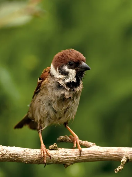 Sorry looking Tree Sparrow — Stock Photo, Image