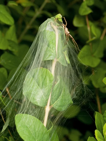 Plantskola spindel och det är boet — Stockfoto
