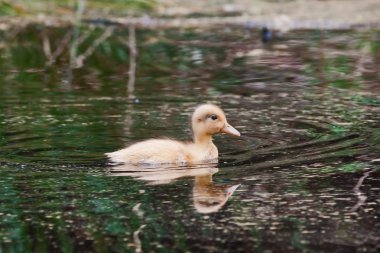 ördek yavrusu tek başına