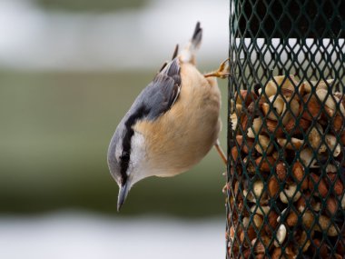 üzerinde bir birdfeeder sıvacı kuşu