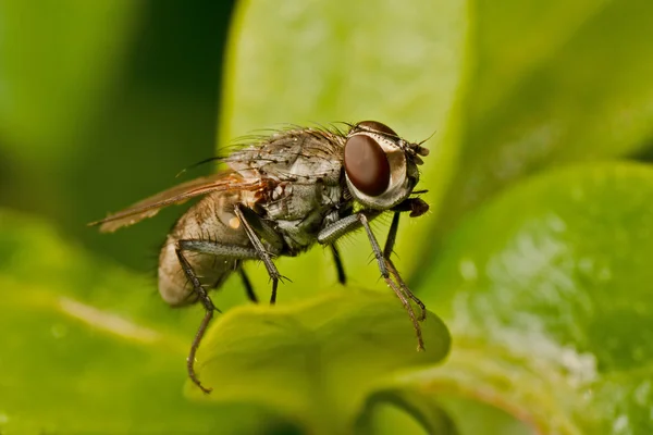 Vliegen op vinca minor blad — Stockfoto