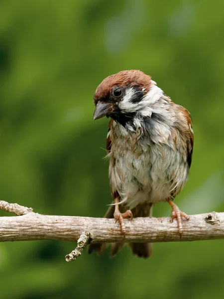 Wet Tree Sparrow — Stock Photo, Image